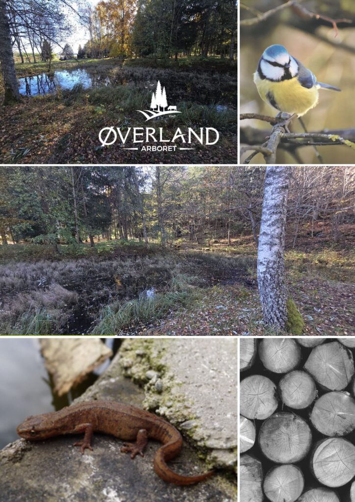 Øverland+arboret+ +restaurering+av+dam (1)